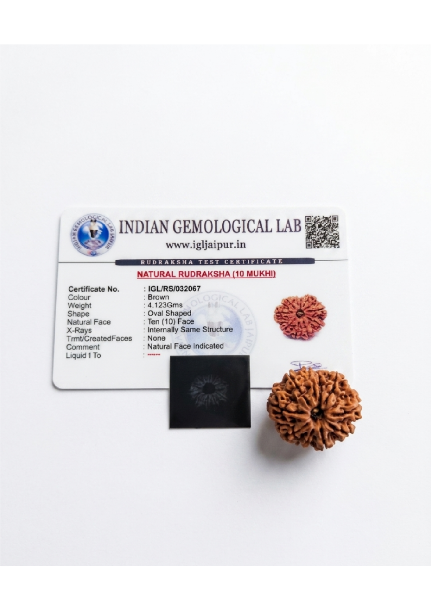 Certified 10-Mukhi (Das Mukhi) Rudraksha - Protection & Peace