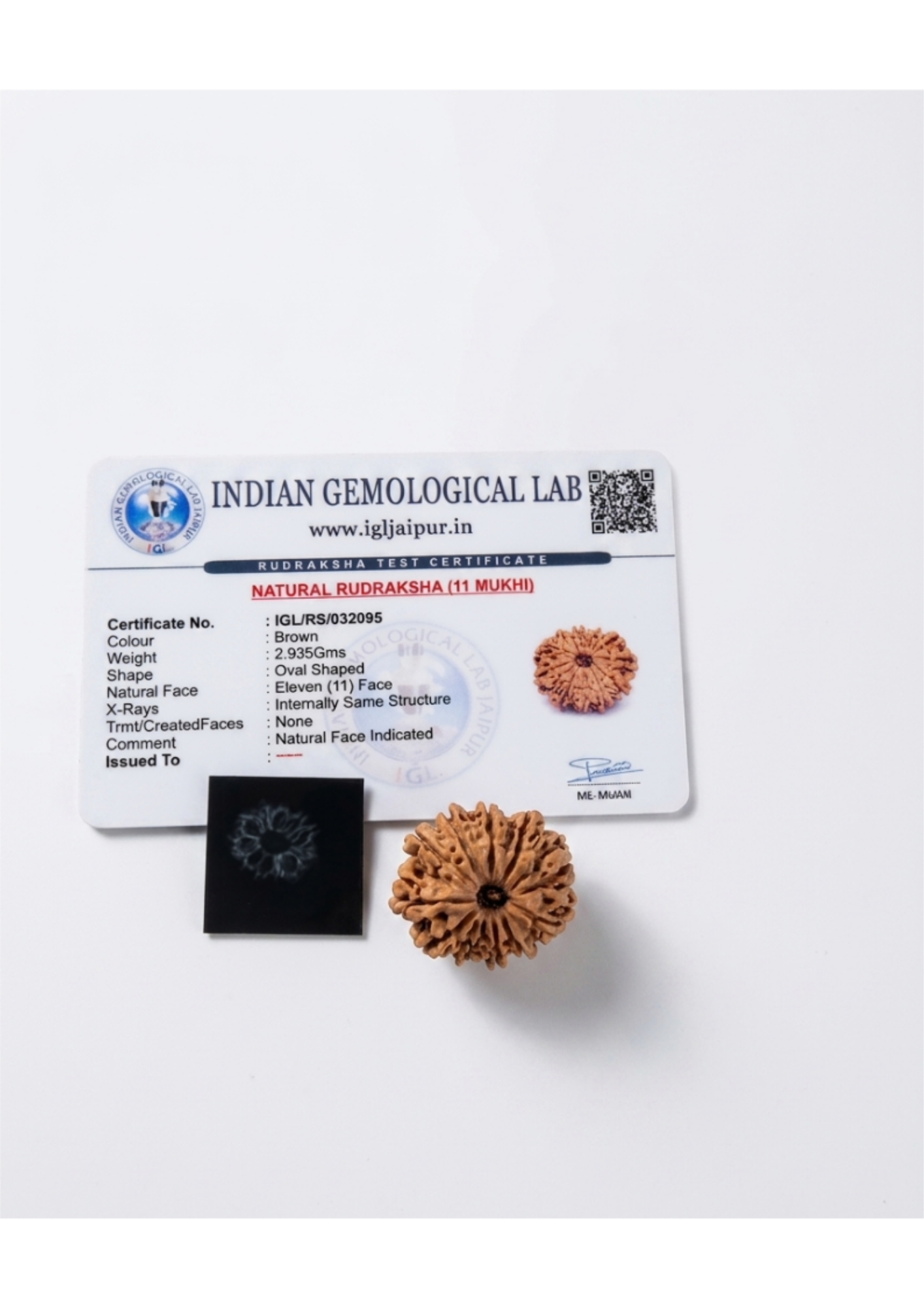 Certified 11-Mukhi (Gyarah Mukhi) Rudraksha - Hanuman/Focus