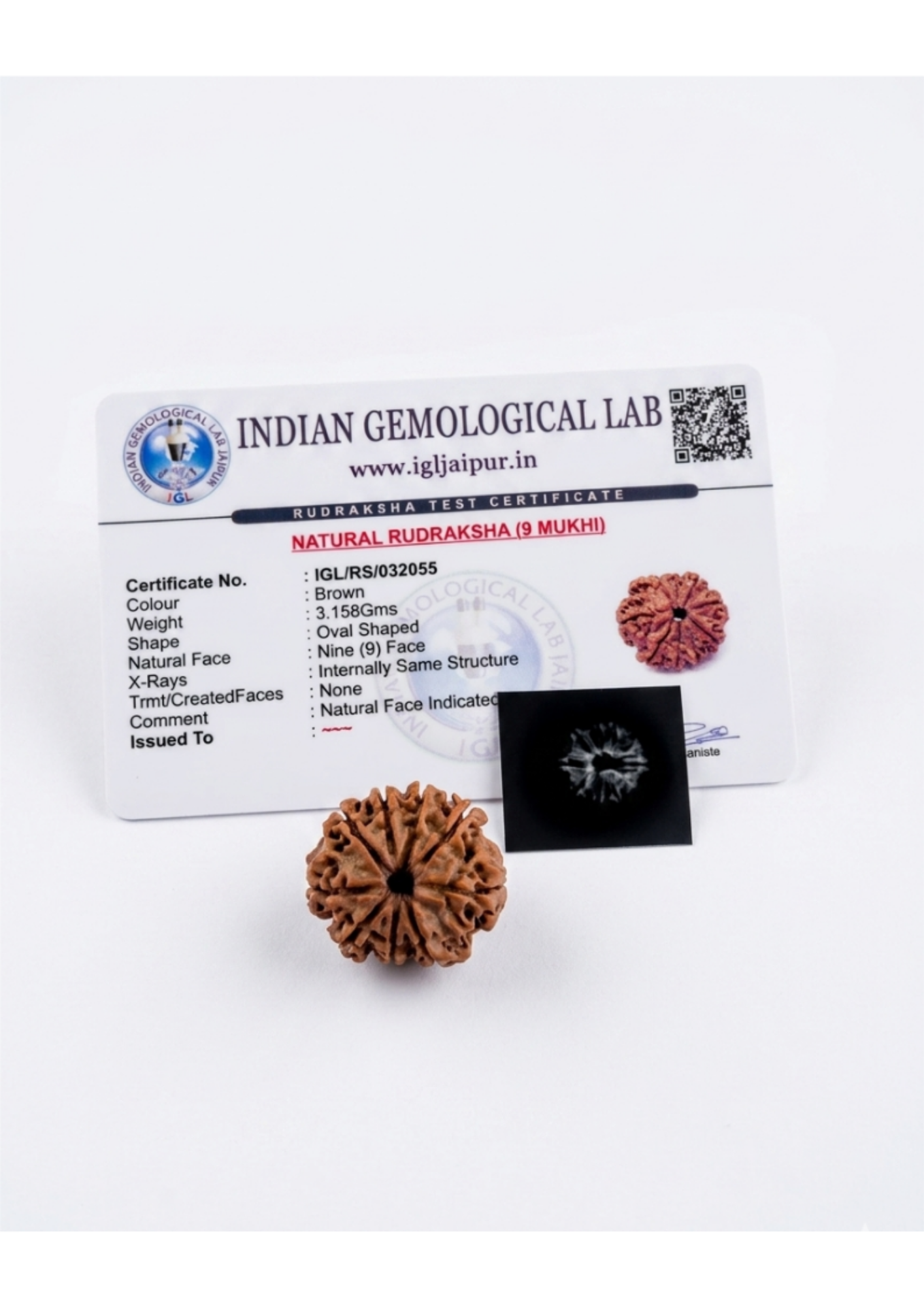 Certified 9-Mukhi (Nau Mukhi) Rudraksha - Durga/Shakti Power