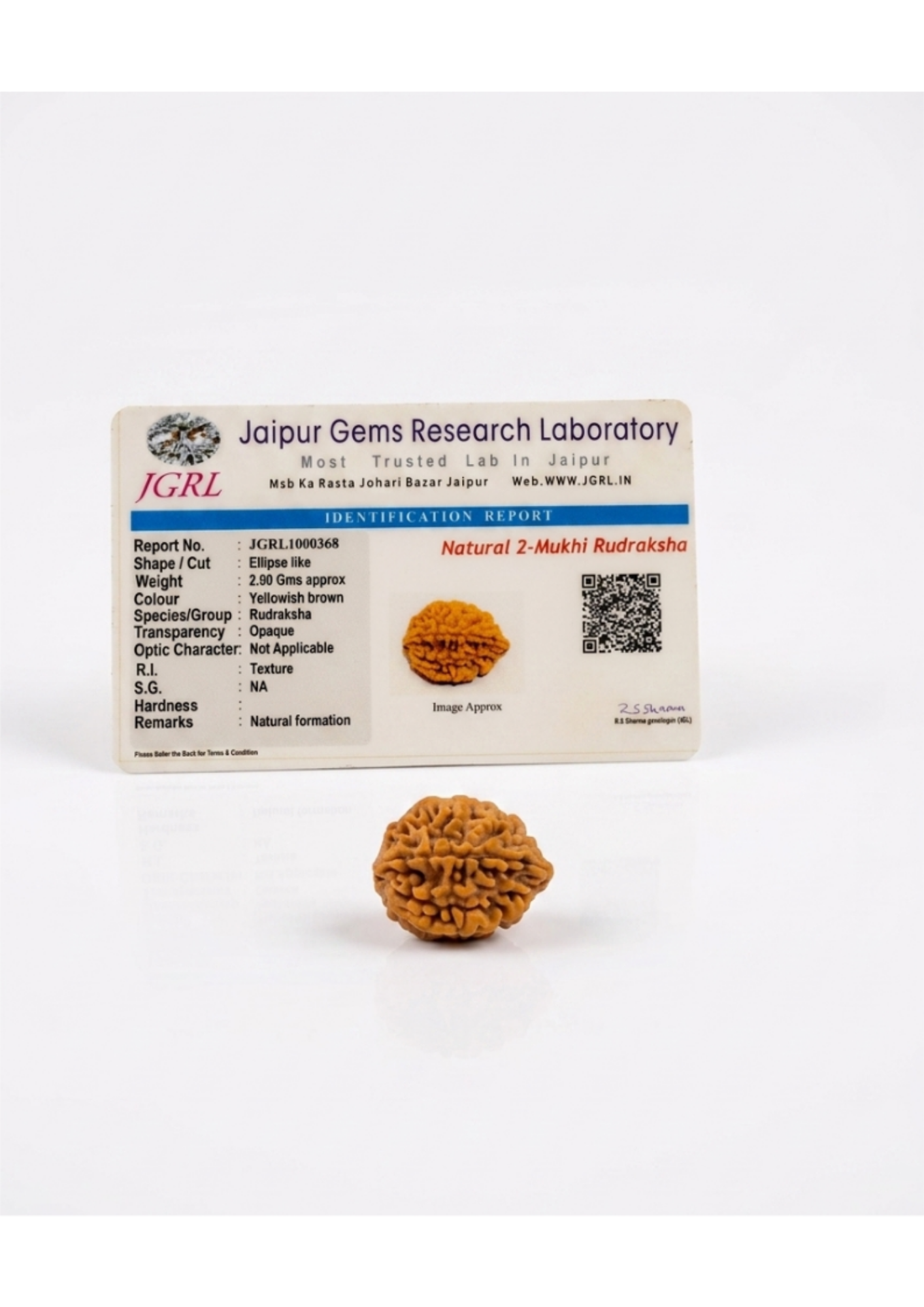 Certified Natural 2-Mukhi (Do Mukhi) Rudraksha Bead - Unity/Peace