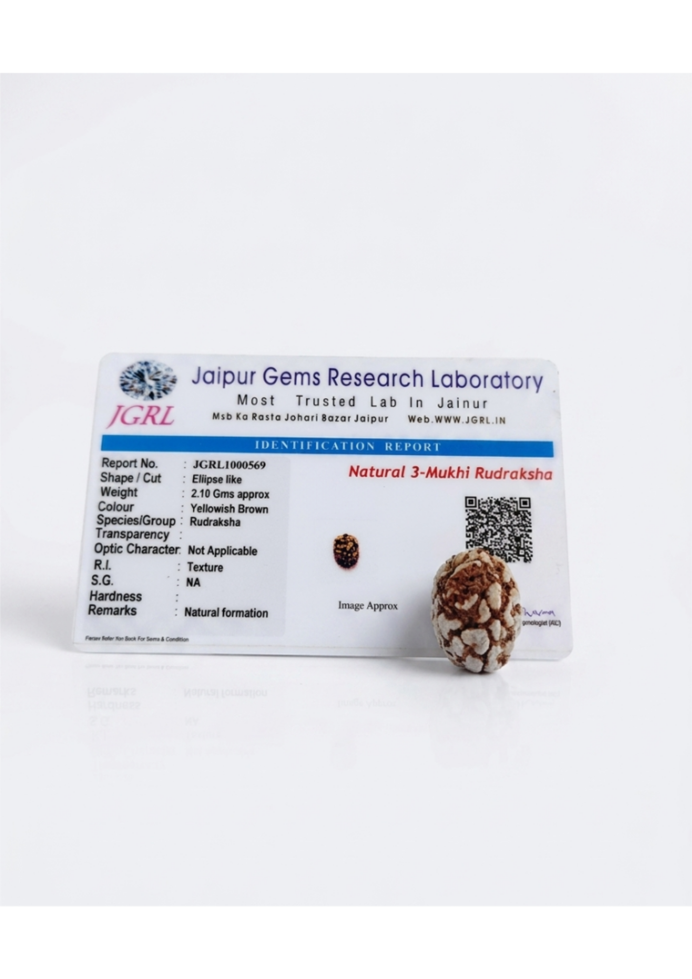 Lab Certified 3-Mukhi (Teen Mukhi) Loose Rudraksha Bead