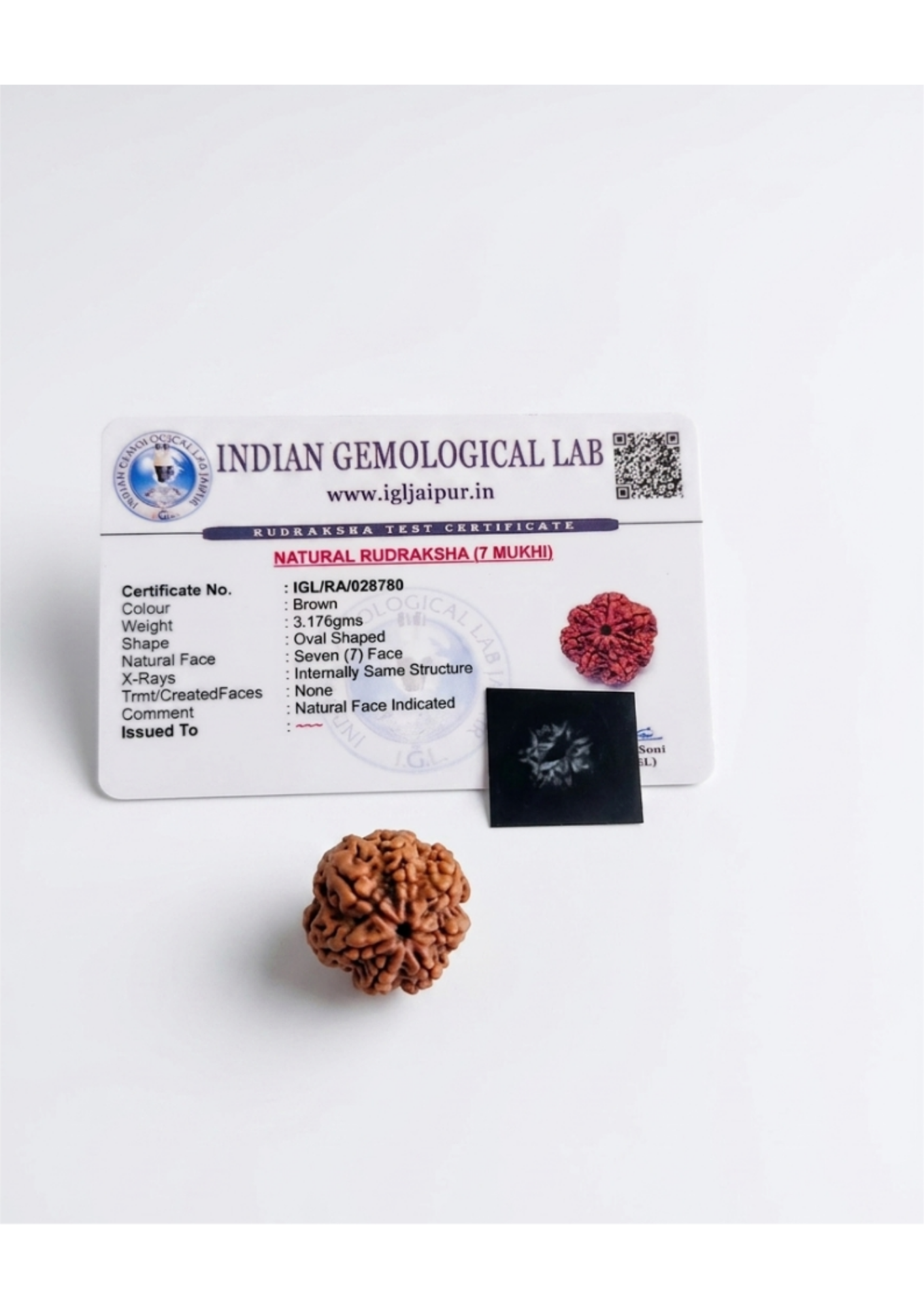 Premium Certified 7-Mukhi (Saat Mukhi) Rudraksha - Mahalakshmi